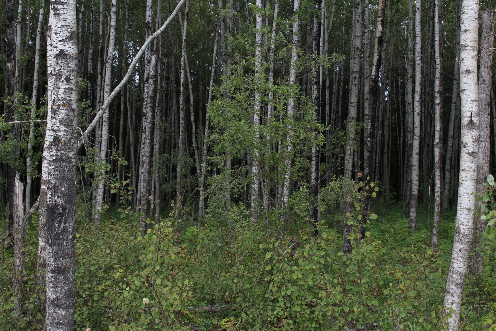 Canadian scientists discover how forests reduce air pollution Working
