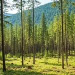 Thinned BC forest stand with a fire break in the foreground and dense green forest in the background, showing responsible forest management practices