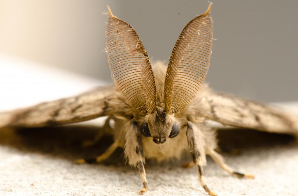 BC Plans Spongy Moth Aerial Spray Treatments