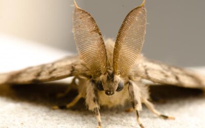 BC Plans Spongy Moth Aerial Spray Treatments