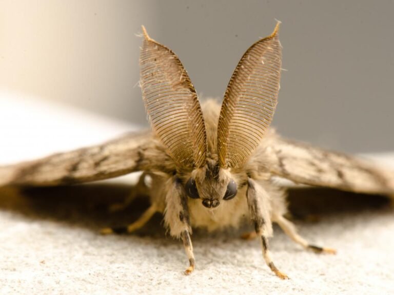 BC Plans Spongy Moth Aerial Spray Treatments