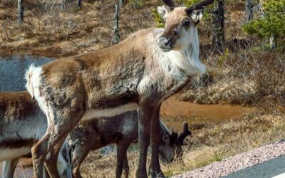 Caribou Habitat Restoration Efforts Aim to Reclaim Forest Integrity