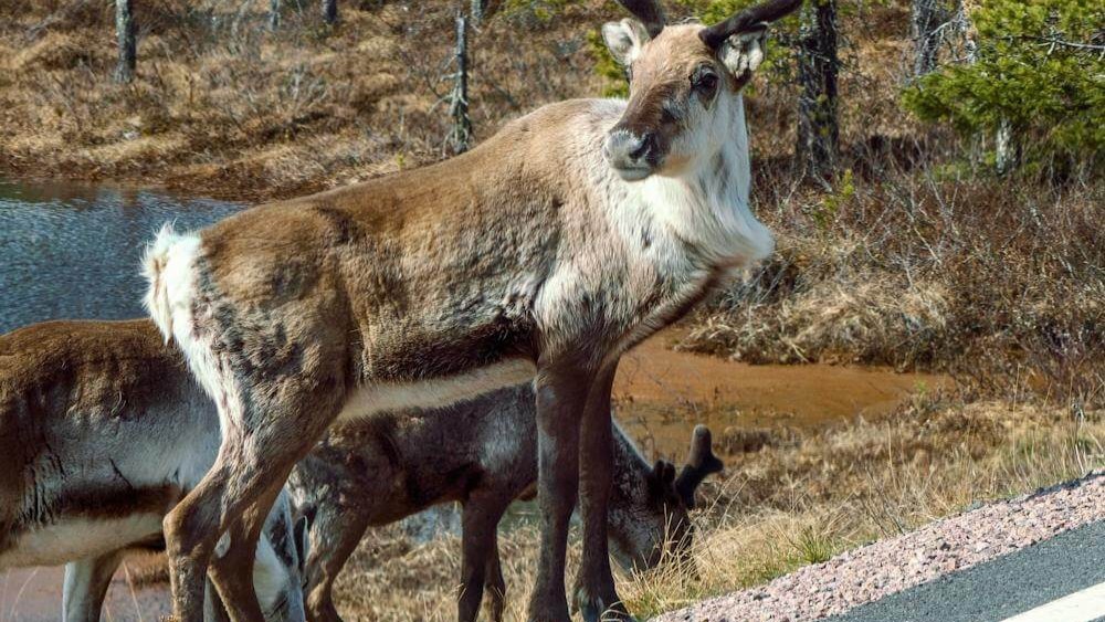 Caribou-Habitat-Restoration