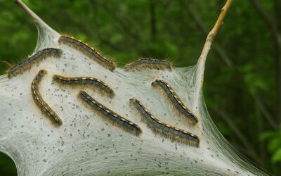 Tent Caterpillars on the Rise in Ontario Forests