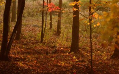 Forest Degradation in Canada: A Growing Concern