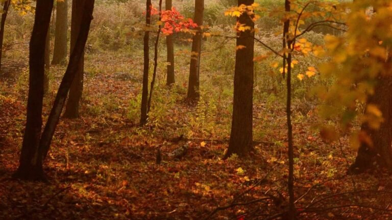 Forest Degradation