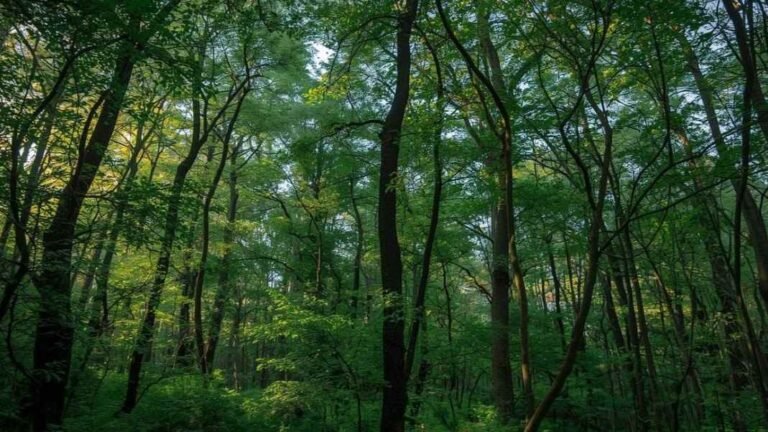 Forest Perception Dataset