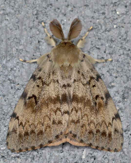 Gypsy Moth Lymantria dispar Guelph Ontario 2016 08 01 02