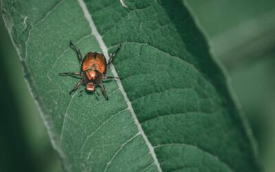 Japanese Beetle Detected in Newfoundland and Labrador