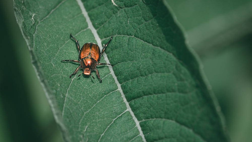 Japanese beetle
