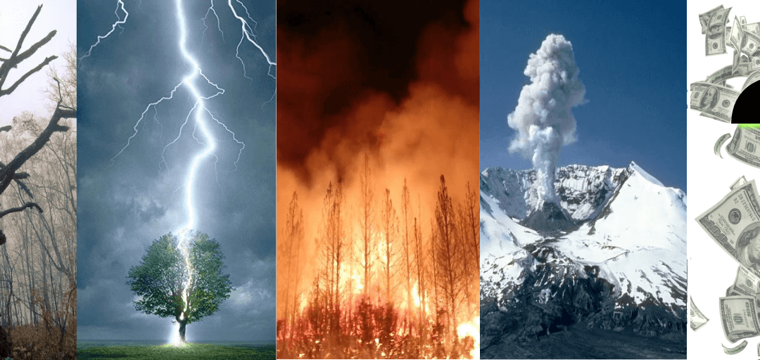 Natural Disasters! Can forestry rebound?