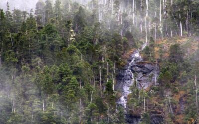 The Struggles of Viking Lumber and the Future of Sitka Spruce Harvesting in Alaska