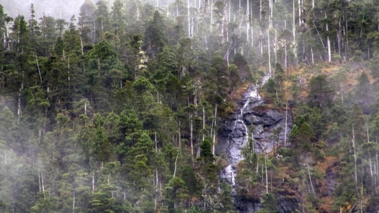 Sitka Spruce forest