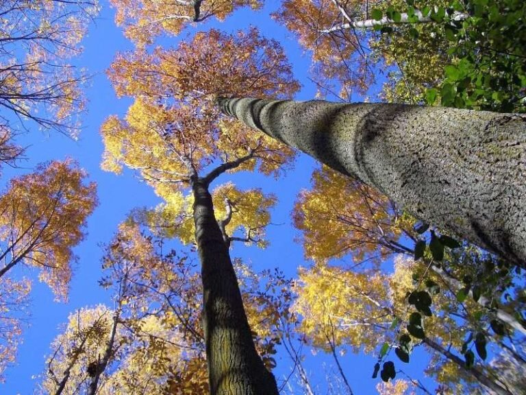 TWF Ontario Forests