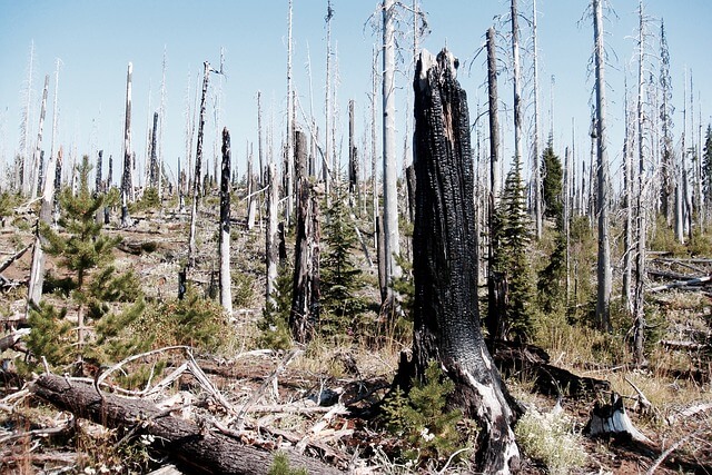 TWF The aftermath of a forest fire in canada