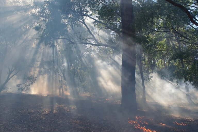 TWF smoke from a forest on fire in canada