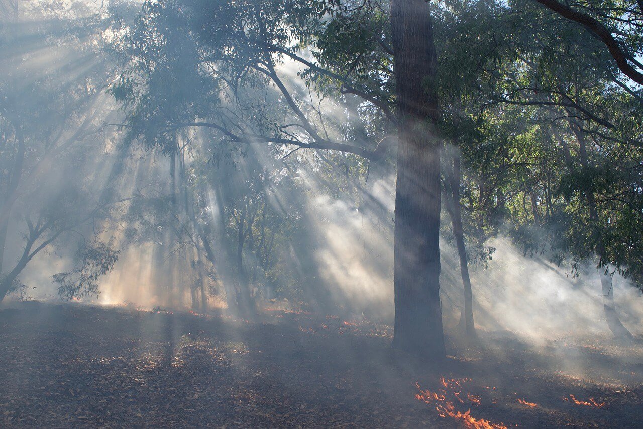 TWF smoke from a forest on fire in canada