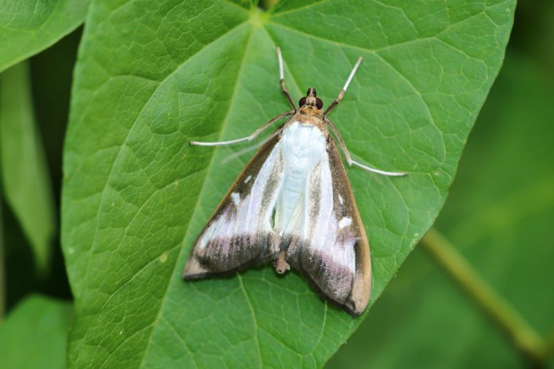 adult-box-tree-moth