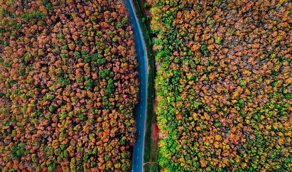 aerial of a forest