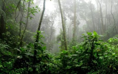 Amazon Rainforest Tipping Point: Understanding the Crisis and the Path Forward