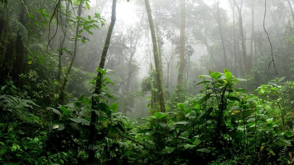 Amazon tipping point picture of healthy trees