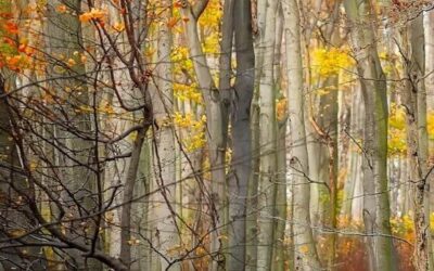 Whitehorse South Fuel Break Planting: Aspen Reforestation and Wildfires