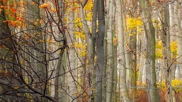 aspen trees