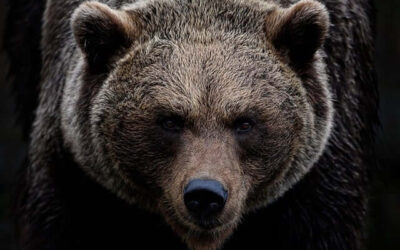 Rare Grizzly Bear Attack On Tree Planter In Northern B.C.