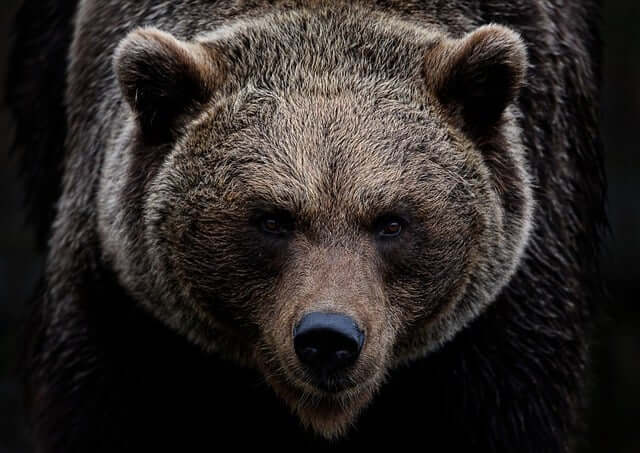 Rare Grizzly Bear Attack On Tree Planter In Northern B.C.