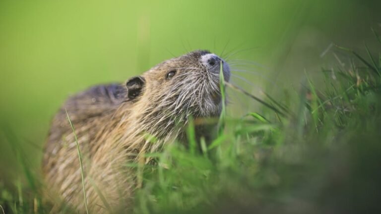 beaver in field