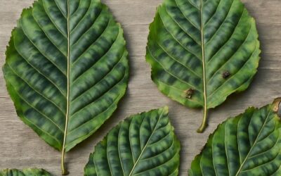 Beech Leaf Disease Confirmed Fatal in Maine Forests