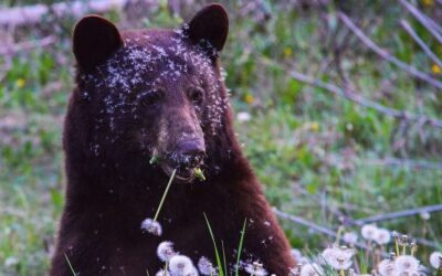 Uncertainty Surrounds Black Bear Population in British Columbia