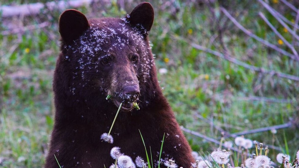 black bear