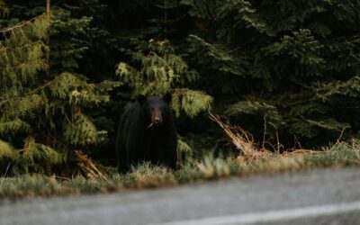 Restoring Black Bear Denning Sites in Coastal BC