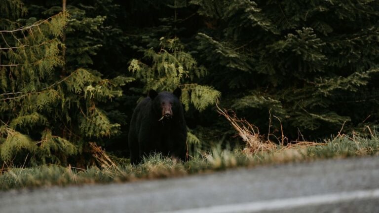 black bear by the road