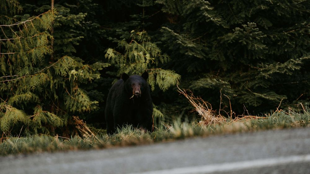 black bear by the road