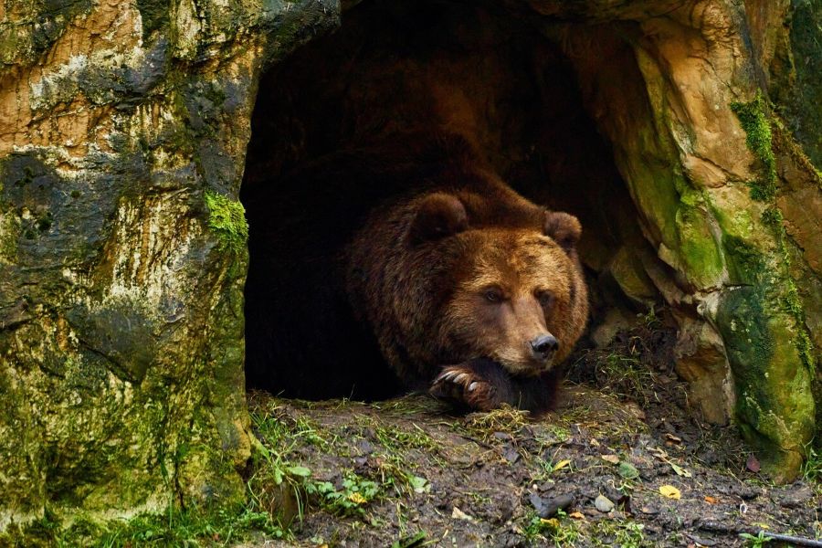 Restoring Black Bear Denning Sites in Coastal BC 1 brown bear denning