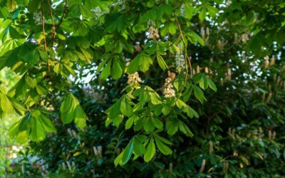 American Chestnut Restoration: Reviving a Lost Giant of the Northeast