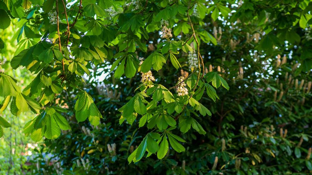 chestnut tree