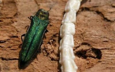 Calgary Braces For The Destructive Emerald Ash Borer