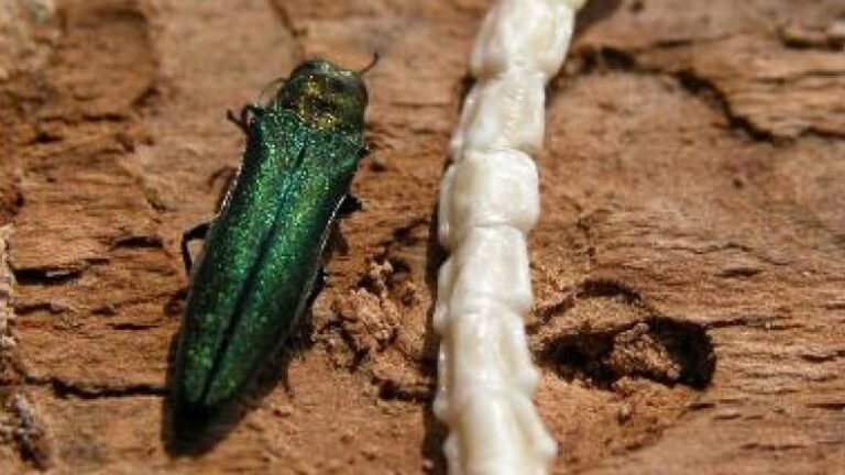 Calgary Braces For The Destructive Emerald Ash Borer