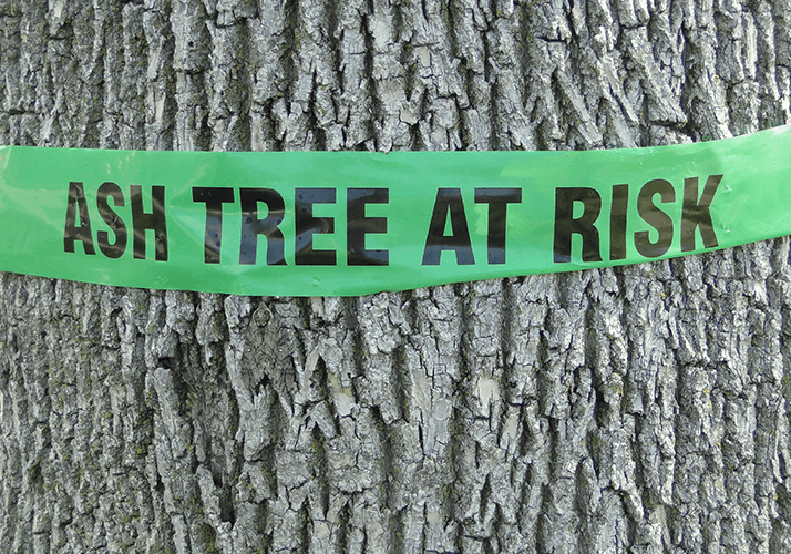 emerald ash borer calgary at risk 01 1