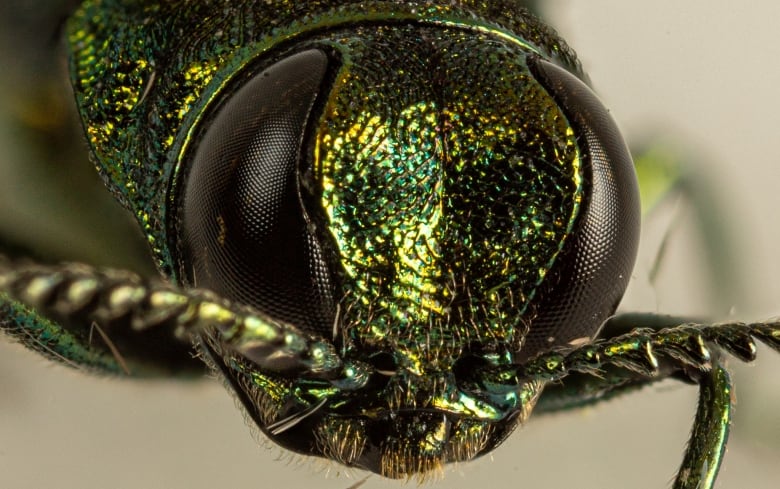 emerald ash borer western university1