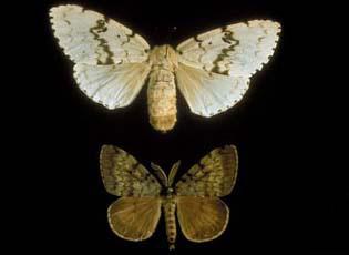 european gypsy moth 2652087