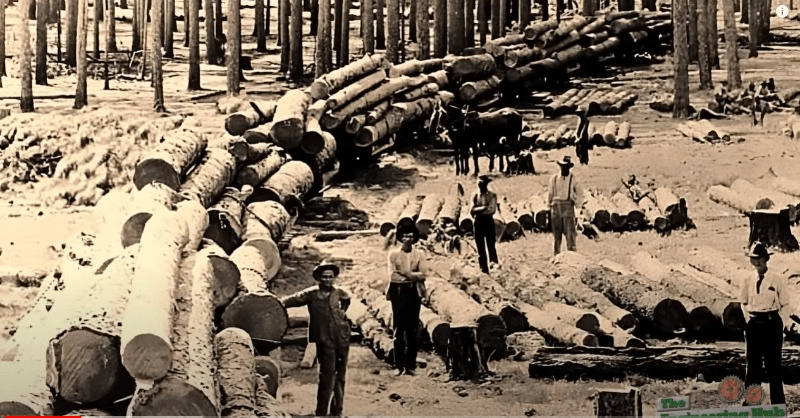 2x4 Lumber Sizes - The History Behind The Mystery - The Working Forest