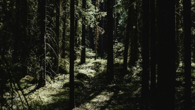 Timber Shortage Reshapes Finland’s Timber Industry
