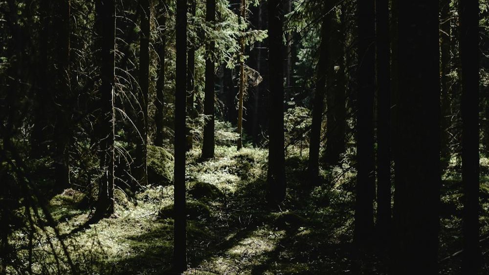Timber Shortage Reshapes Finland’s Timber Industry
