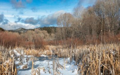 Understanding Douglas-fir Tussock Moth Defoliation in Santa Fe National Forest