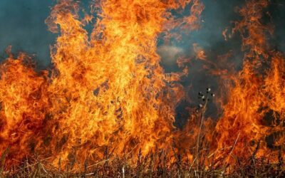 Alberta Wildfire Prompts Evacuations and Property Loss in Sturgeon County