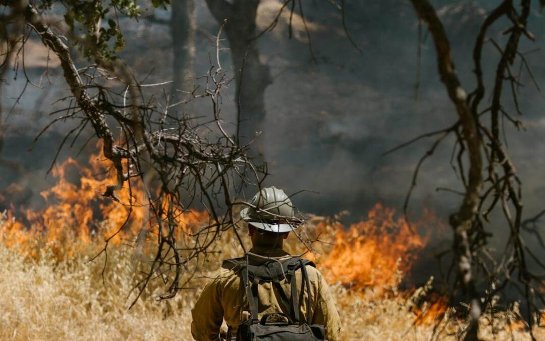 Indigenous fire forest burn